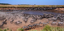 Common or plains zebra (Equus quagga burchelli) and Eastern White-bearded Wildebeest (Connochaetes taurinus) mixed herd crossing the Mara River. Maasai Mara National Reserve, Kenya.