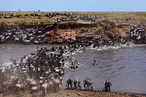 Common or plains zebra (Equus quagga burchelli) and Eastern White-bearded Wildebeest (Connochaetes taurinus) mixed herd crossing the Mara River. Maasai Mara National Reserve, Kenya.