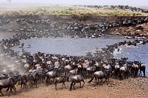 Eastern White-bearded Wildebeest (Connochaetes taurinus) herd crossing the Mara River. Maasai Mara National Reserve, Kenya.