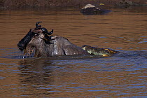 Nile crocodile (Crocodylus niloticus) attacking an Eastern White-bearded Wildebeest (Connochaetes taurinus) as it crosses the Mara River. Maasai Mara National Reserve, Kenya.