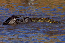 Nile crocodile (Crocodylus niloticus) attacking an Eastern White-bearded Wildebeest (Connochaetes taurinus) as it crosses the Mara River. Maasai Mara National Reserve, Kenya.