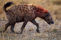Spotted hyena (Crocuta crocuta) walking and smelling the ground. Maasai Mara National Reserve, Kenya.