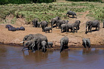 African elephant (Loxodonta africana) and Hippopotamus (Hippopotamus amphibius) on the banks of the Mara River. Maasai Mara National Reserve, Kenya.
