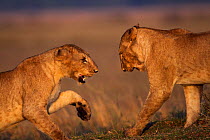 Lion (Panthera leo) juveniles playing. Maasai Mara National Reserve, Kenya.