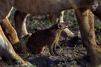 Banded mongoose (Mungos mungo) amongst a group of lions (Panthera leo). Maasai Mara National Reserve, Kenya.