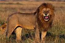 Lion (Panthera leo) male using 'Flemen' response to establish by smell if a Lioness (Panthera leo) is ready to mate. Maasai Mara National Reserve, Kenya.
