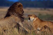 Lioness (Panthera leo) rejecting a male's advances Maasai Mara National Reserve, Kenya.