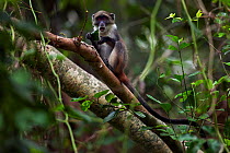 Lowland Sykes monkey (Cercopithecus mitis albotorquatus) feeding, Tana River Forest, South eastern Kenya.
