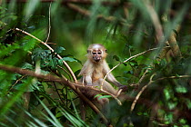 Tana mangabey (Cercocebus galeritus) 3-4 months baby playing alone in a tree. Tana River Forest, South eastern Kenya.