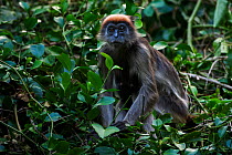 Tana red colobus (Procolobus rufomitratus) mature female eating leaves in a tree. Tana River Forest, South eastern Kenya.
