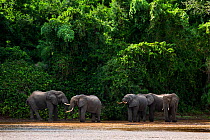 African forest elephants (Loxodonta cyclotis) walking through Tana River. Tana River Forest, South eastern Kenya.