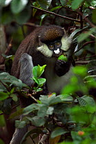 Red-tailed monkey (Cercopithecus ascanius) feeding on guava fruit. Kakamega Forest National Reserve, Western Province, Kenya.