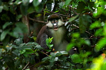 Red-tailed monkey (Cercopithecus ascanius) calling. Kakamega Forest National Reserve, Western Province, Kenya.