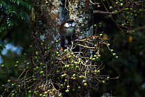 Red-tailed monkeys (Cercopithecus ascanius) standing amongst the fruits of a ficus tree. Kakamega Forest National Reserve, Western Province, Kenya.