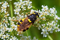 Soldier fly (Stratiomys chamaeleon) female. Nordtirol, Austrian Alps, July.