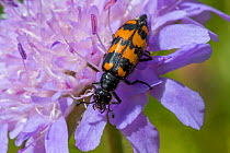 Blister beetle (Mylabris polymorpha) Nordtirol, Austrian Alps, July.