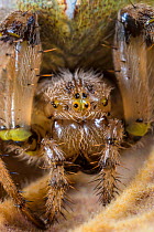 Four-spot orb weaver spider (Araneus quadratus) female, close up of head. Peak District National Park, Derbyshire, UK, September.