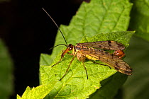 Scorpion fly (Panorpa germanica) male. Strumpshaw Fen, Norfolk, UK, September.