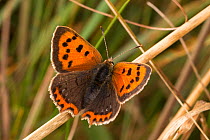 Small copper butterfly (Lycaena phlaeas) in meadow. Peak District National Park, Derbyshire, UK, September.