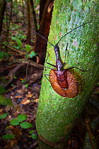 Violin beetle (Mormolyce sp) on tree trunk. Danum Valley, Sabah, Borneo.