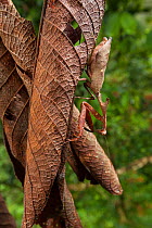 Dead leaf mantis (Deroplatys dessicata) camouflaged on dead leaves, Danum Valley, Sabah, Borneo.