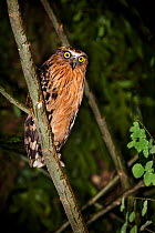Buffy fish owl (Ketupa ketupa) perched in tree at night. Danum Valley, Sabah, Borneo.