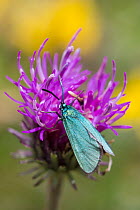 Common forester moth (Adscita statices) Nordtirol, Austrian Alps, June.