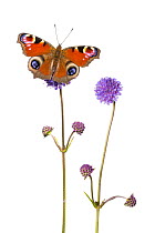 Devil's-bit scabious (Succisa pratensis) and Peacock butterfly (Inachis io) Peak District National Park, Derbyshire, UK, September. Digital composite.