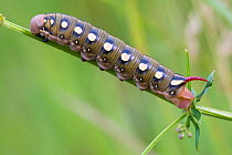 Bedstraw hawk moth (Hyles gallii) caterpillar. Nordtirol, Austrian Alps, July.