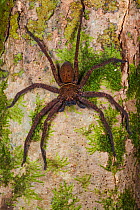 Huntsman spider (Sparassidae) on tree trunk. Danum Valley, Sabah, Borneo.