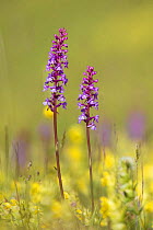Fragrant orchid (Gymnadenia conopsea) Nordtirol, Austrian Alps, July.