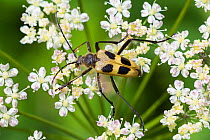 Longhorn beetle (Pachyta quadrimaculata) Nordtirol, Austrian Alps, July.