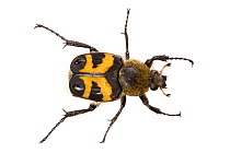 Bee beetle (Trichius fasciatus) Nordtirol, Austrian Alps, July.