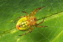 Cucumber spider (Araniella cucurbitina) female. Nordtirol, Austrian Alps, July.