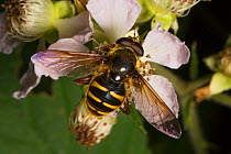 Bog hoverfly (Sericomyia silentis) Strumpshaw Fen, Norfolk, UK, September.