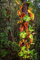 Large aerial pitchers of Veitch's pitcher plant (Nepenthes veitchii) growing up a tree trunk. Maliau Basin, Sabah, Borneo.