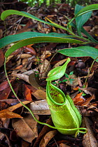 Pitcher plant (Nepenthes tentaculata) with ground pitcher. Maliau Basin, Sabah, Borneo.
