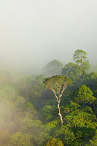 Tualang / Mengaris tree (Koompassia excelsa) in lowland dipterocarp rainforest, Danum Valley, Sabah, Borneo, May 2011.