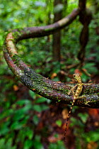 Bornean angle-headed lizard / Long-crested forest dragon (Gonocephalus bornensis) juvenile climbing liana vine in tropical rainforest. Danum Valley, Sabah, Borneo.