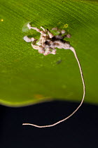 Spider killed by entomopathogenic fungus. A long fruiting body from the fungus can be seen extending from the spider. Danum Valley, Sabah, Borneo.