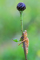 Grasshopper (Acrididae) killed by entomopathogenic fungus. Nordtirol, Austrian Alps, July.