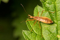 Marsh damsel bug (Nabis limbatus) Strumpshaw Fen, Norfolk, UK, September.