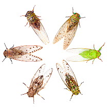 Various species of  Cicada (Cicadoidea) from  Sabah, Borneo. Digital composite.