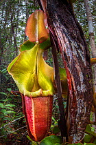Large aerial pitcher of Veitch's pitcher plant (Nepenthes veitchii) growing up a tree trunk. Maliau Basin, Sabah, Borneo.