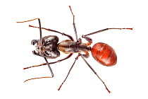 Giant forest ant (Camponotus gigas) Maliau Basin, Sabah, Borneo.