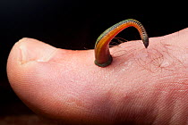 Tiger leech (Haemadipsa picta) on human toe, Maliau Basin, Sabah, Borneo.