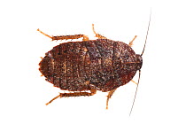 Cockroach nymph (Blattodea) Danum Valley, Sabah, Borneo.