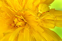 Goldenrod crab spider (Misumena vatia) camouflaged on yellow flower. Nordtirol, Austrian Alps, July.