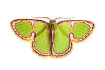Moth (Comostola sp) Danum Valley, Sabah, Borneo.