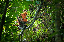 Maroon langur / Red leaf monkey (Presbytis rubicunda) Danum Valley, Sabah, Borneo.